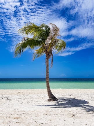 a palm tree on a beach with a blue sky