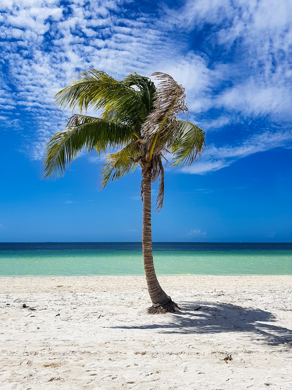 a palm tree on a beach with a blue sky