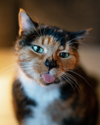 a close up of a cat with its tongue out