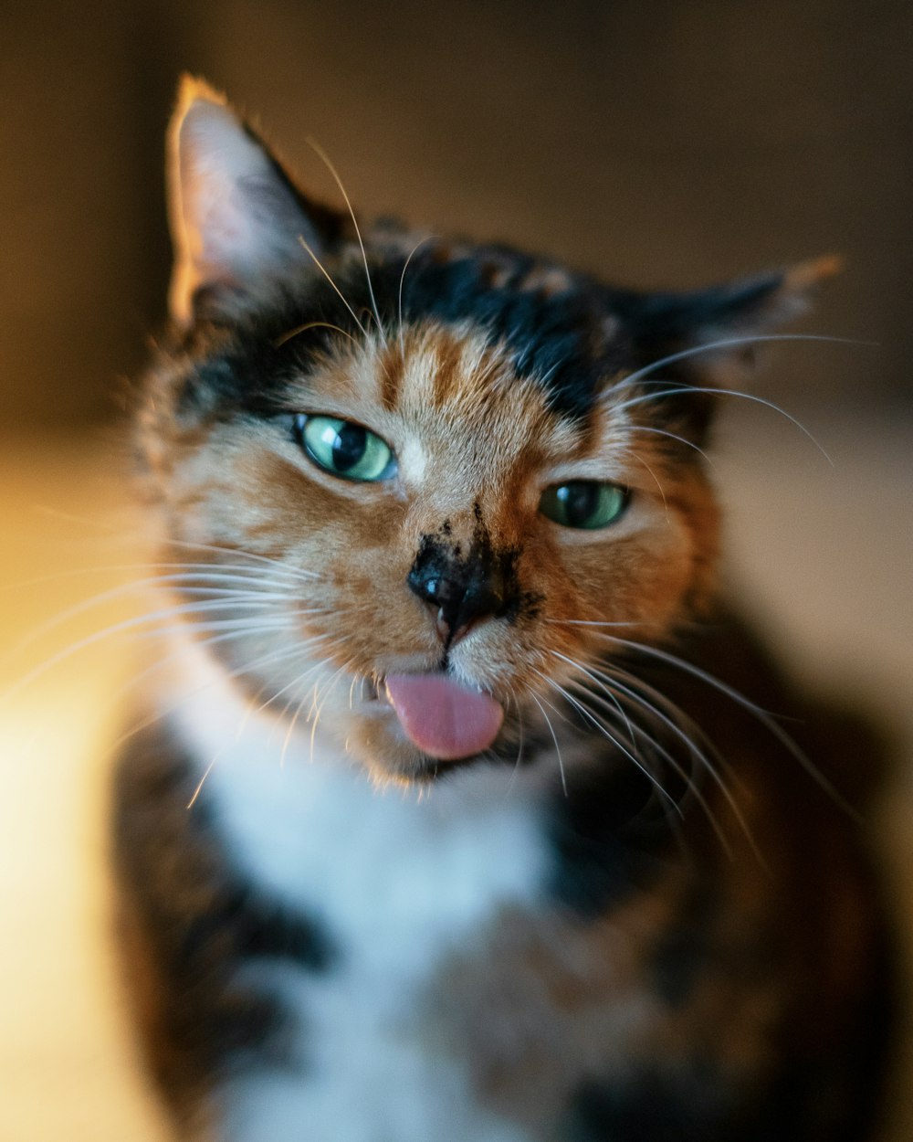 um close up de um gato com a língua para fora