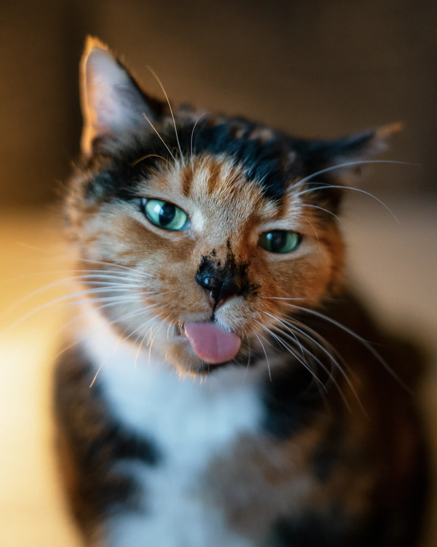 A cat with its tongue out