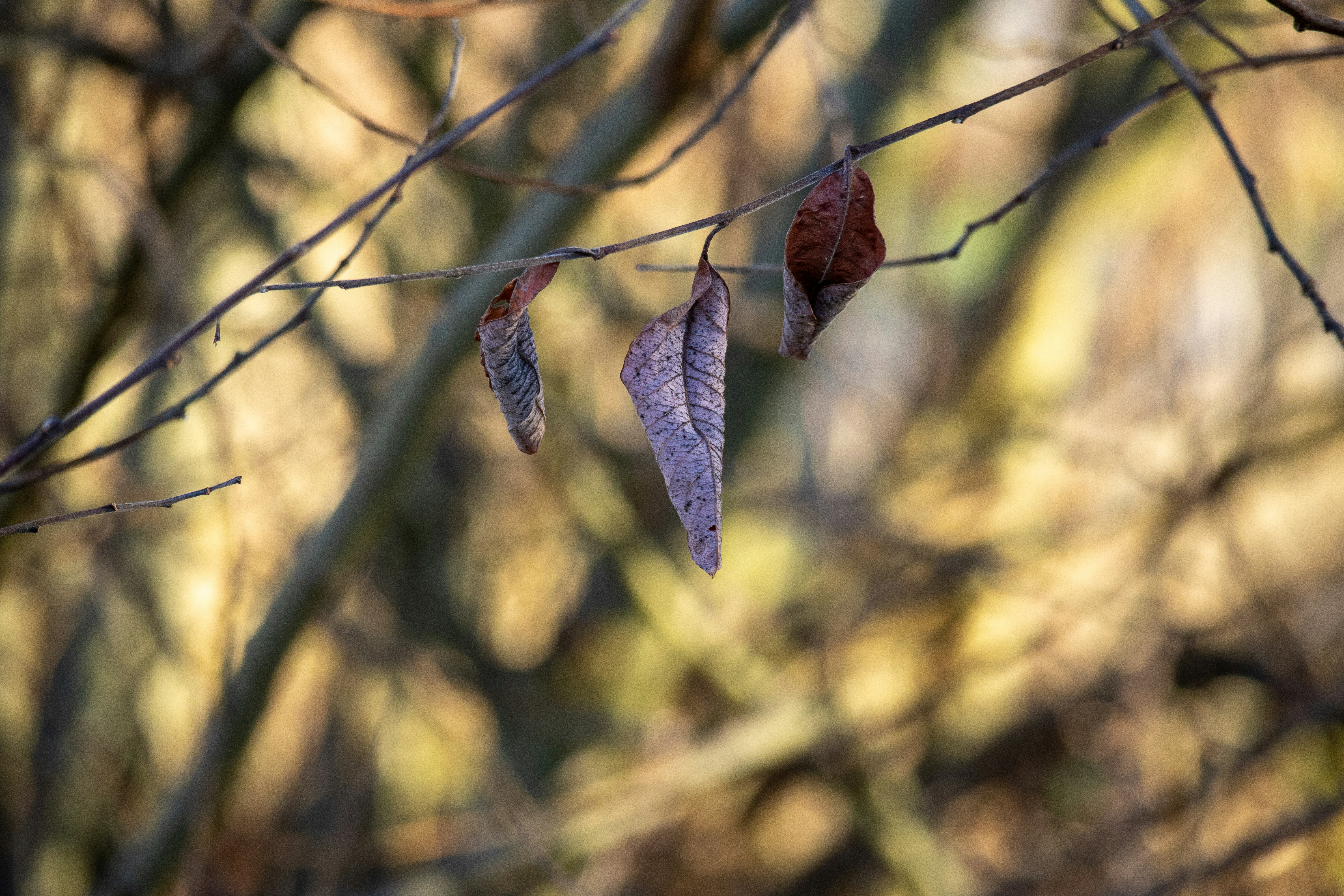 quelques feuilles qui sont sur un arbre