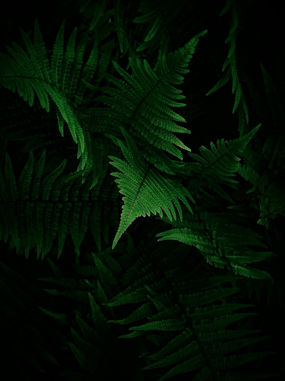 a close up of a green plant in the dark