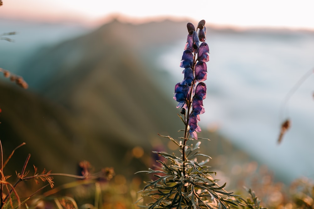 a close up of a purple flower with a mountain in the background