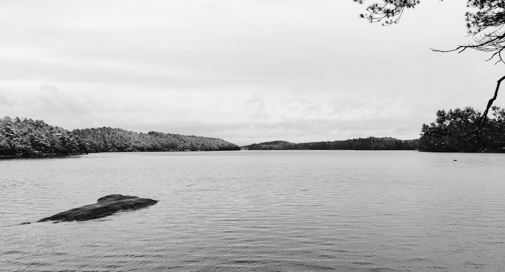 un grande specchio d'acqua circondato da alberi