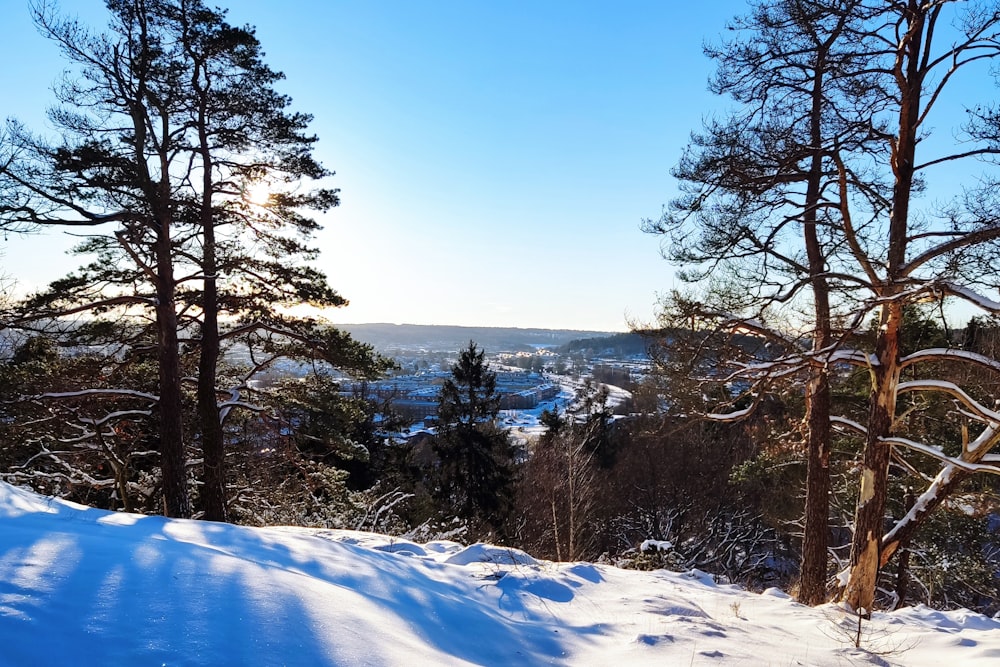 a snow covered hill with trees and a blue sky