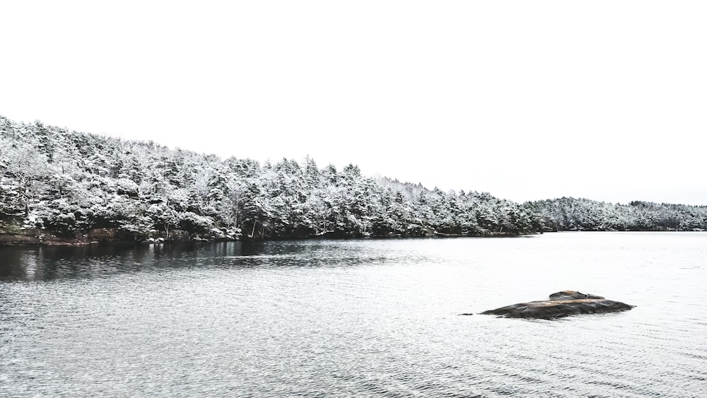 a large body of water surrounded by trees