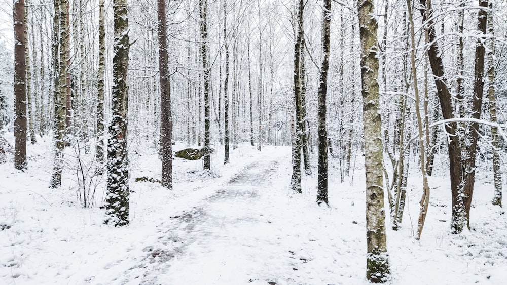 Ein Weg durch einen verschneiten Wald mit vielen Bäumen