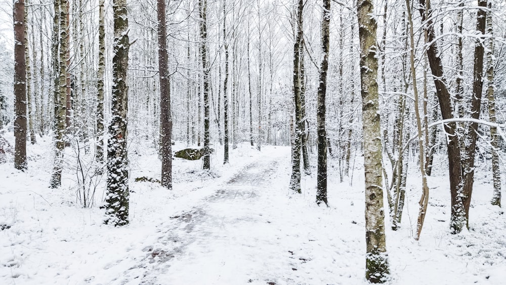 a path through a snowy forest with lots of trees