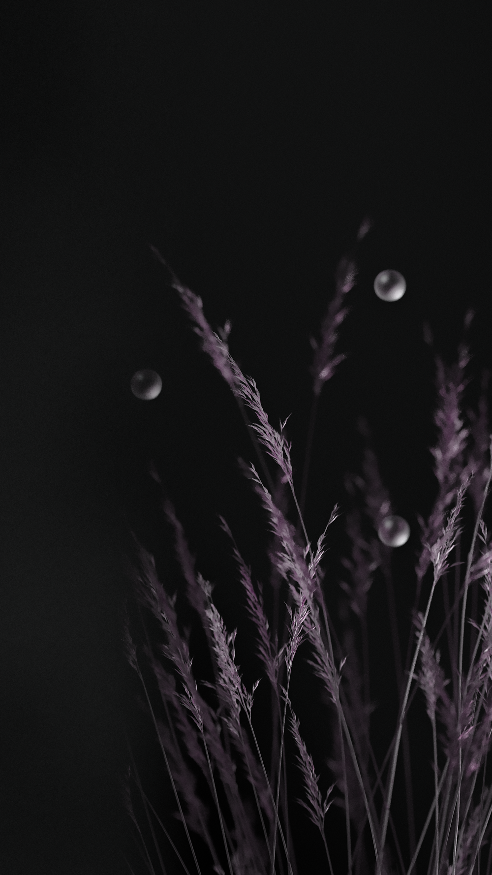 a close up of a plant with drops of water on it