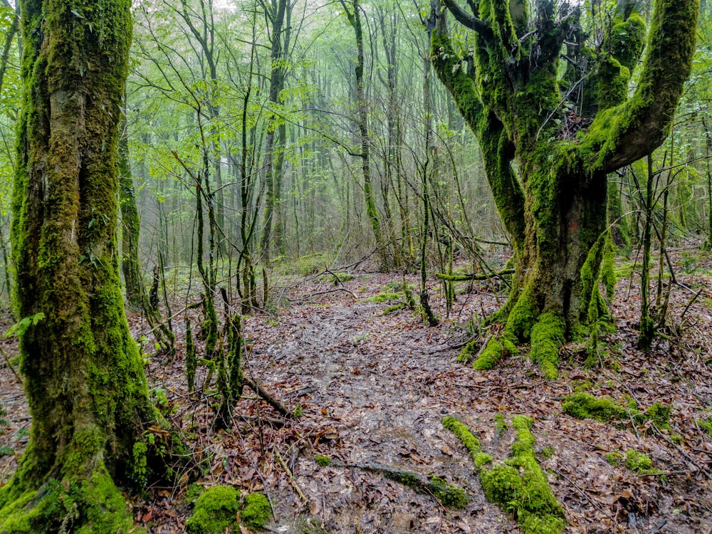 a path in the woods covered in green moss