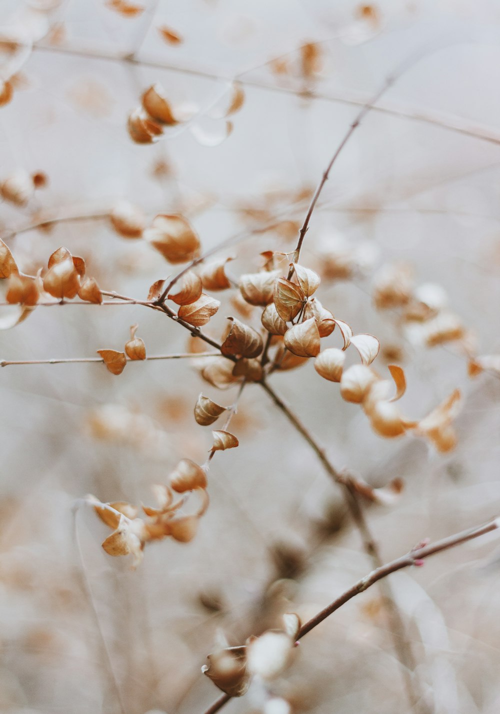 a close up of a plant with small white flowers