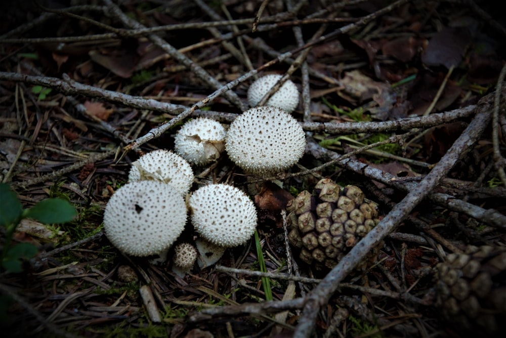 a group of white mushrooms sitting on top of a forest floor