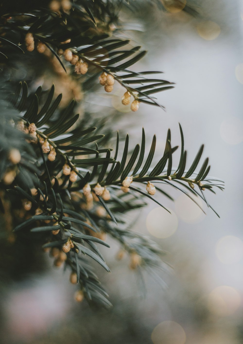 a close up of a pine tree branch