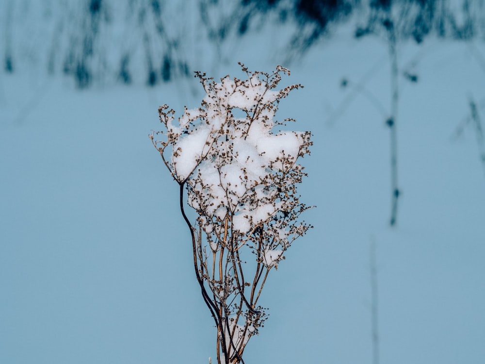 a plant with snow on it in front of a blue sky