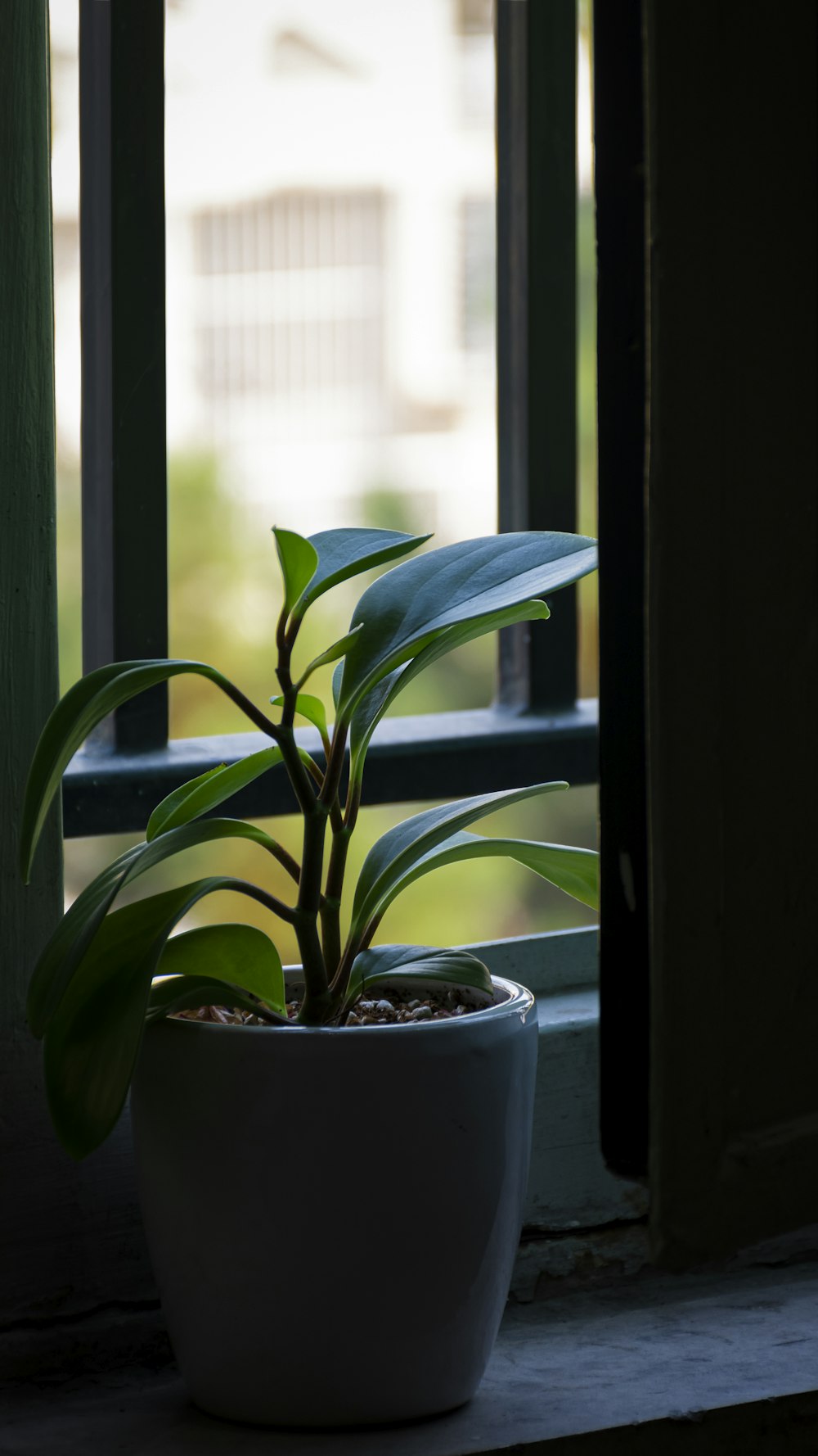 a potted plant sitting on a window sill