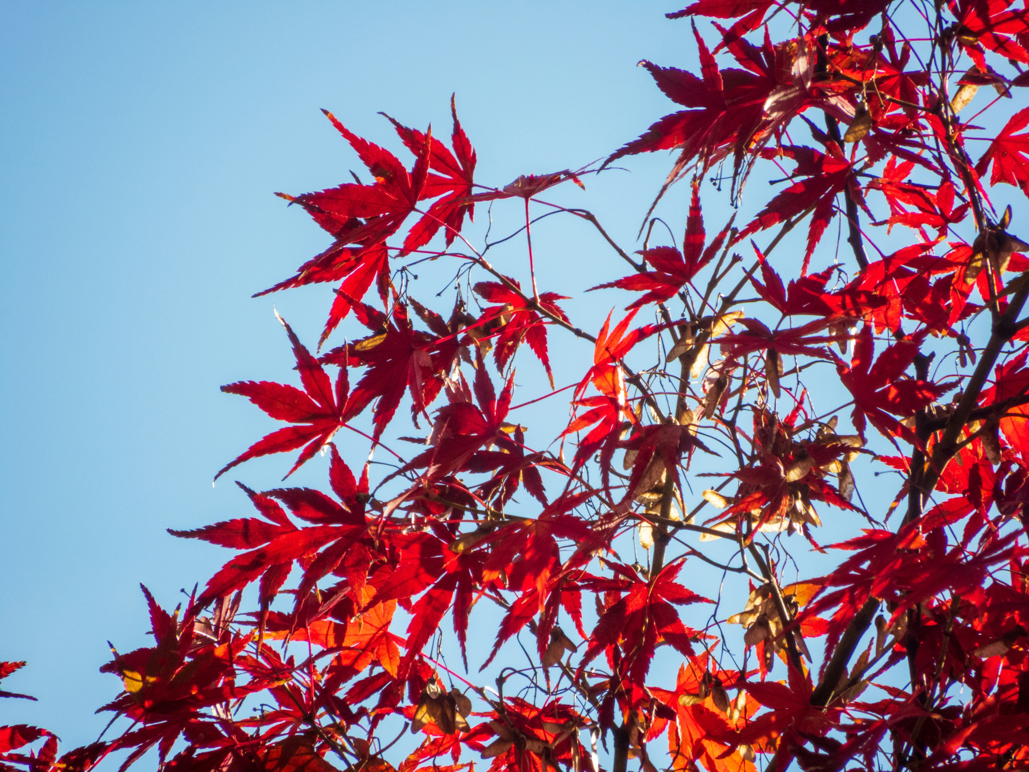 A tree with red leaves against a blue sky photo – Free Japan Image on ...