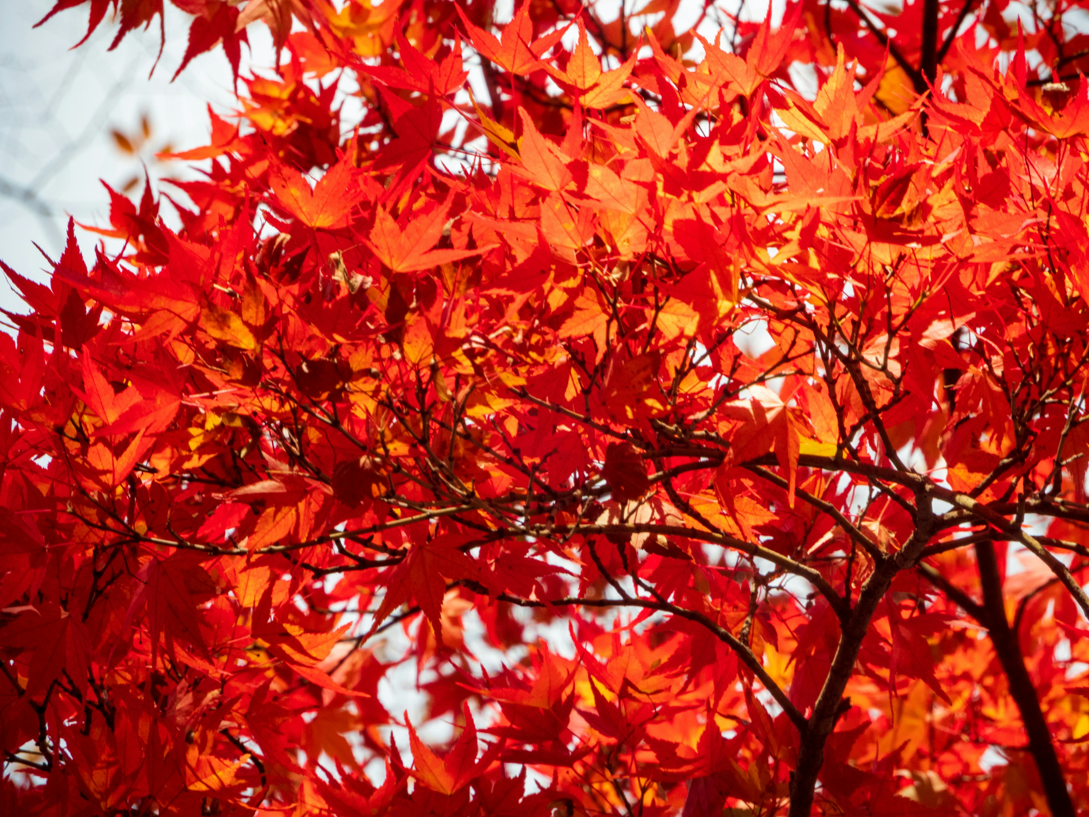 Photo by heppoko_yama