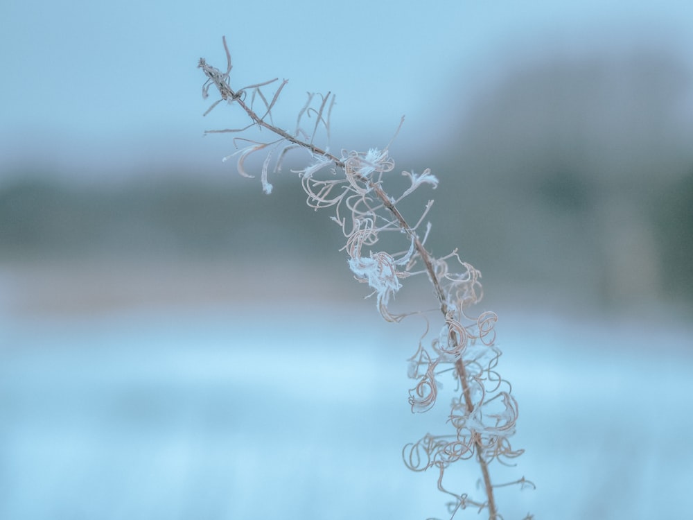 a close up of a plant with water in the background