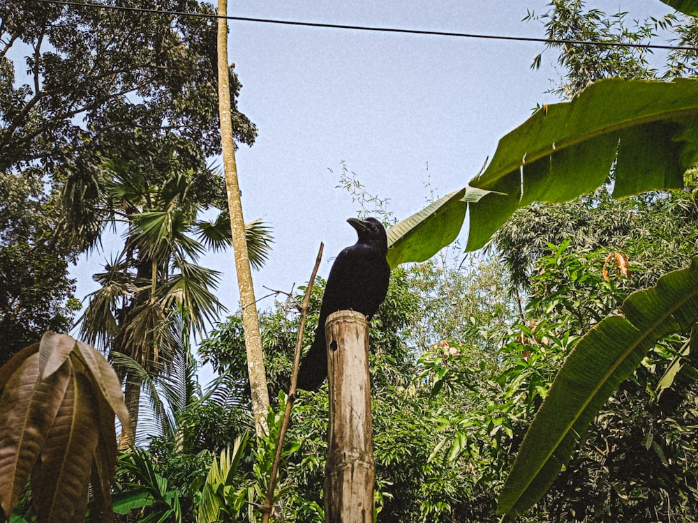 a black bird sitting on top of a wooden pole