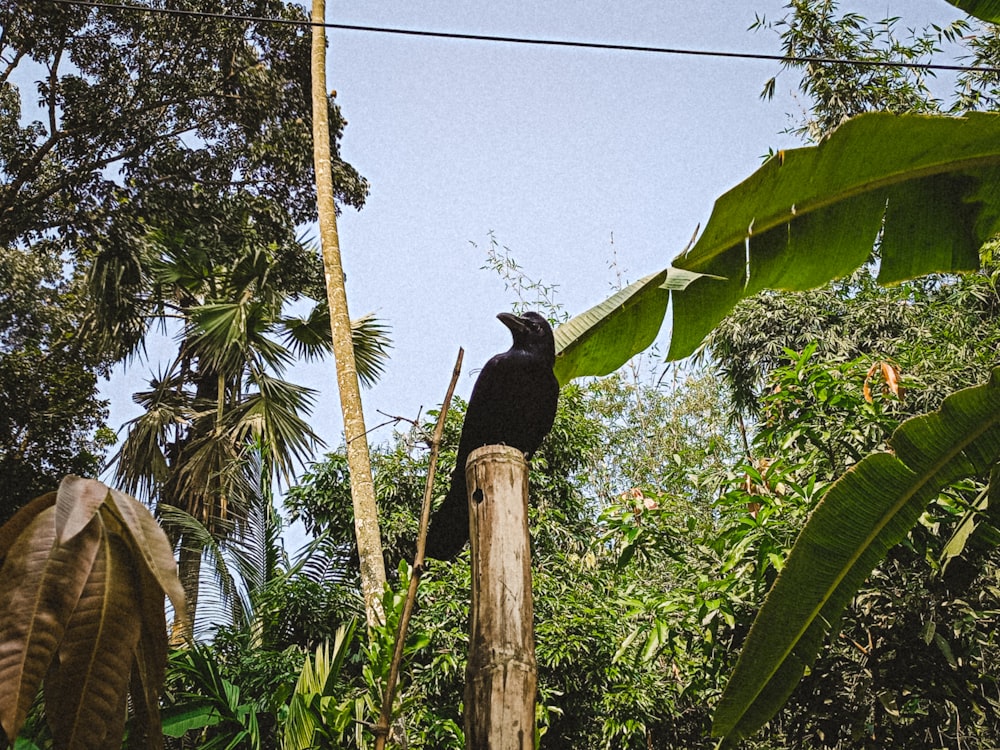 un uccello nero seduto sulla cima di un palo di legno