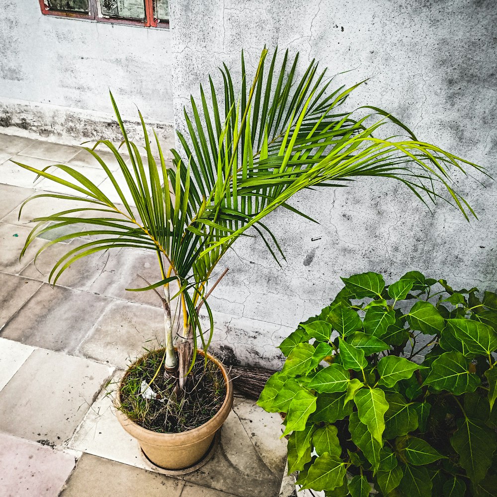 a potted plant sitting next to a cement wall