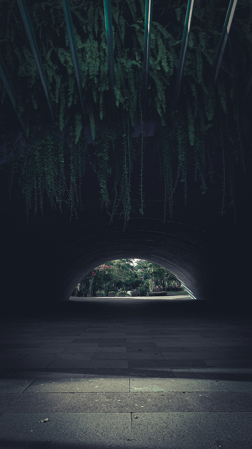 a dark tunnel with plants growing on the ceiling
