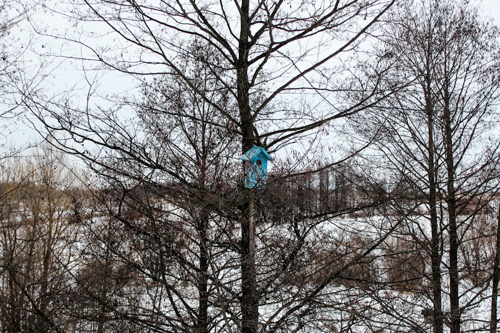 a blue kite stuck in a bare tree