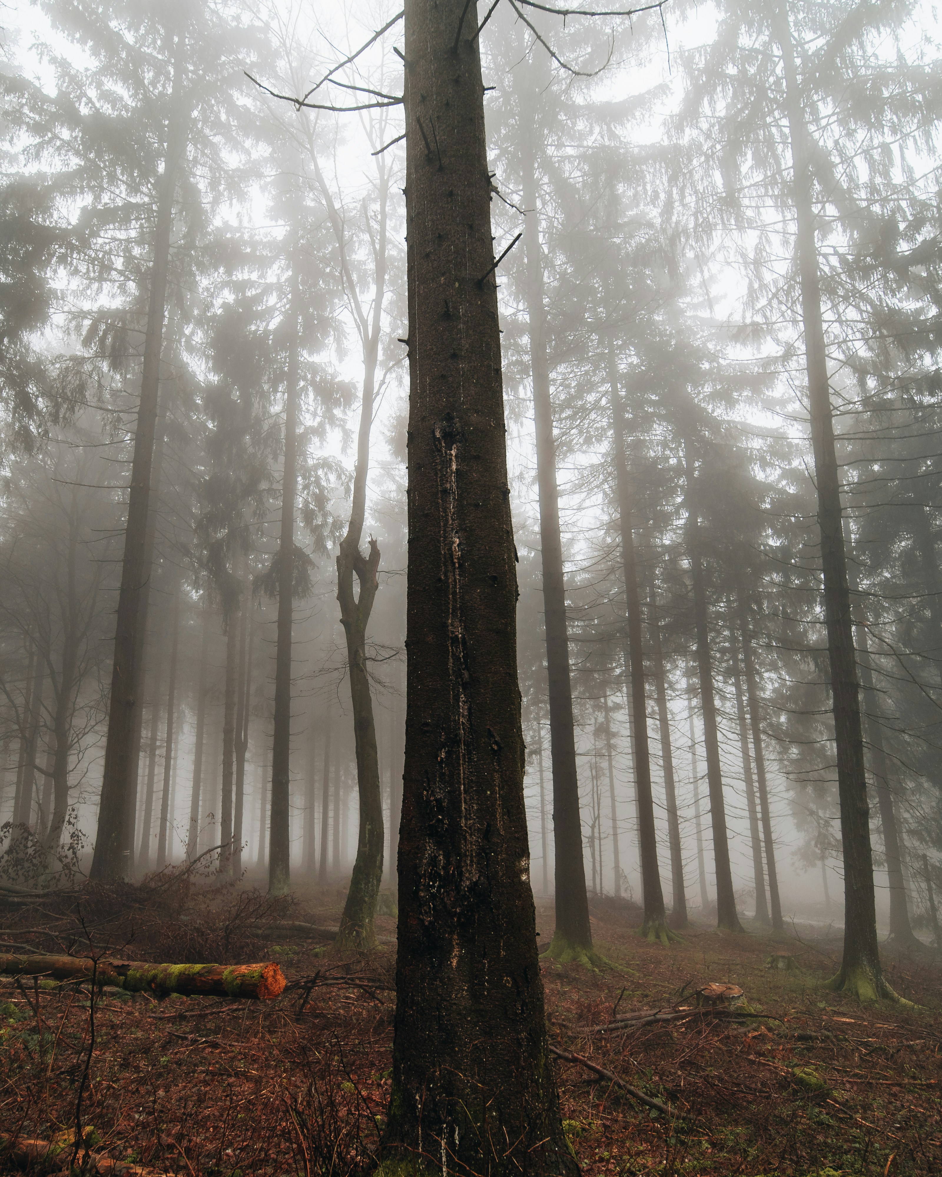 A foggy forest filled with lots of trees photo – Free Nature Image on ...