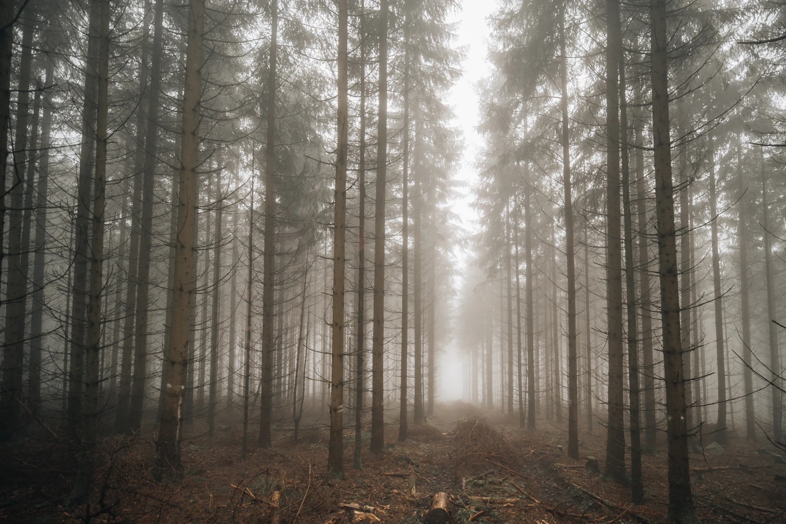 A quiet path among tall trees fading into the mist in a Norwegian forest
