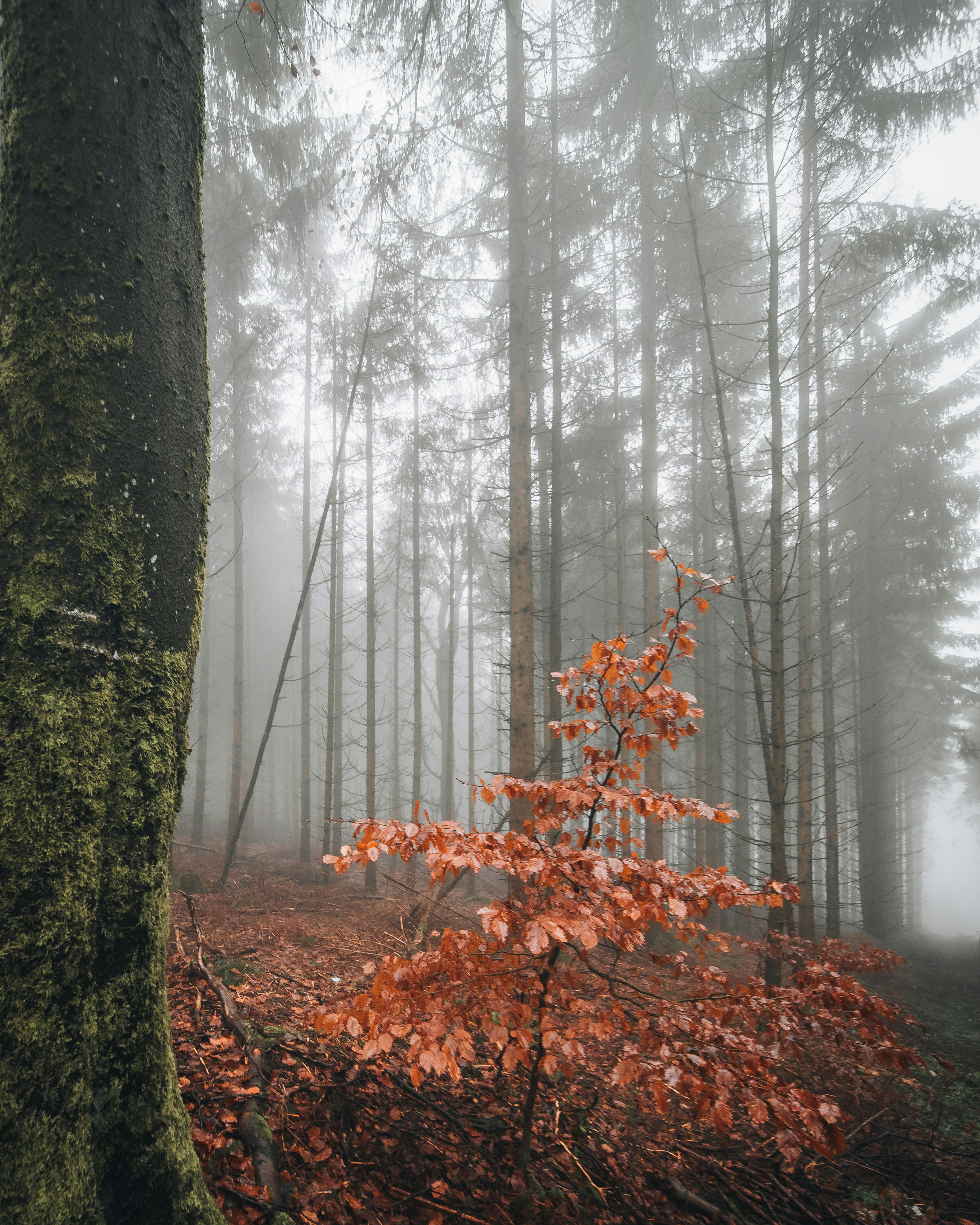 Photo by masoodaslami