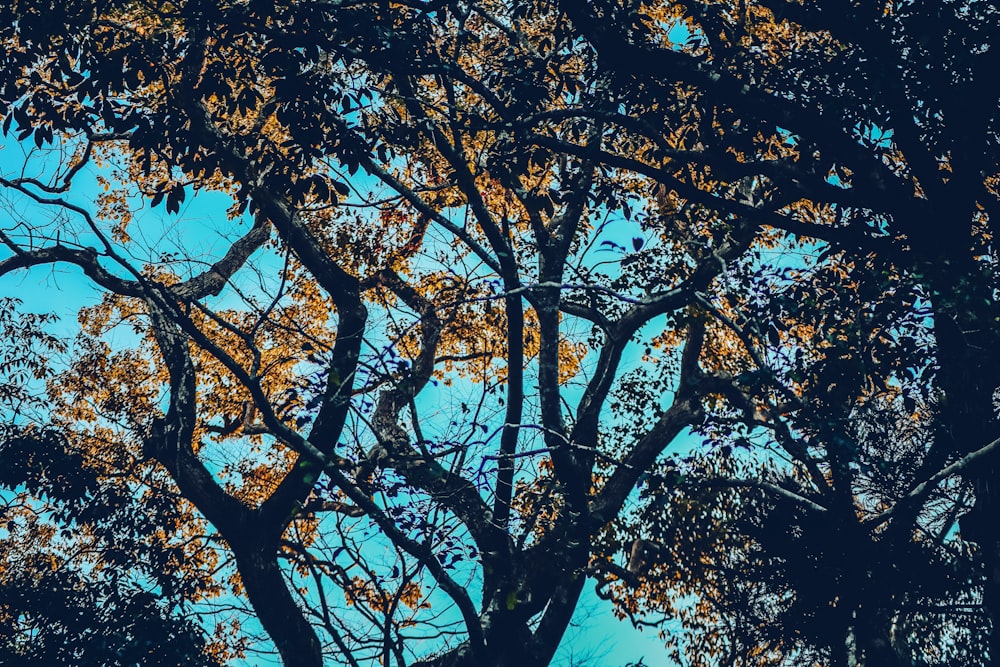 a blue sky is seen through the branches of a tree