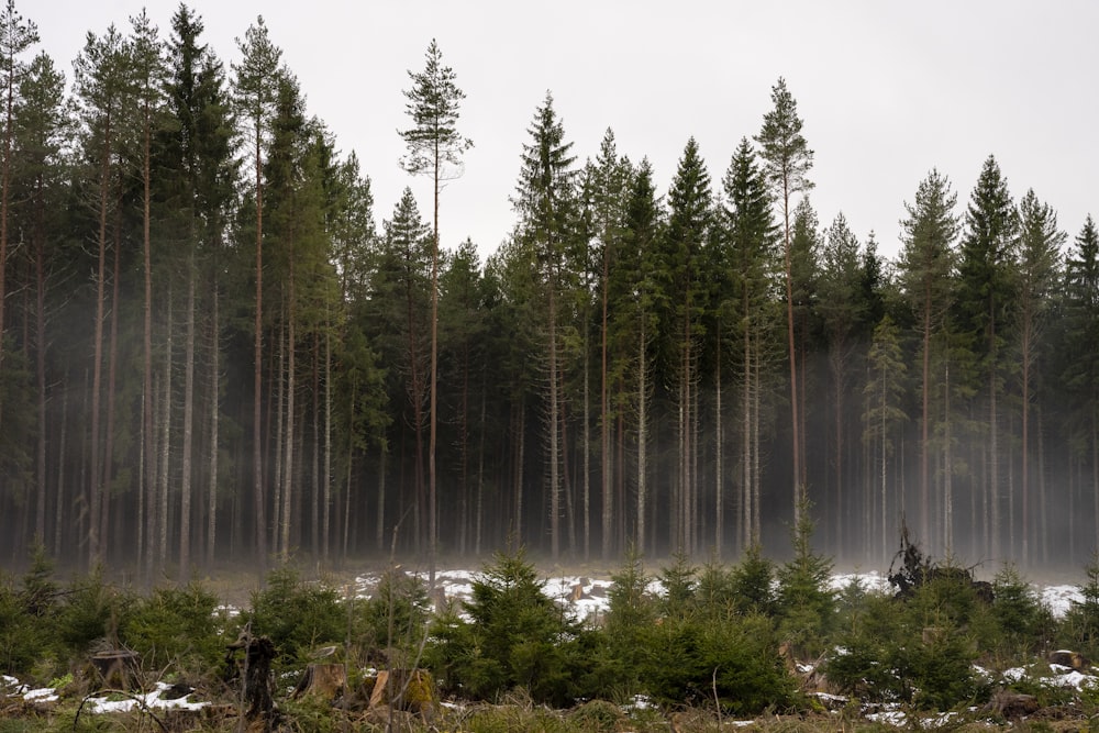 a forest filled with lots of trees covered in snow