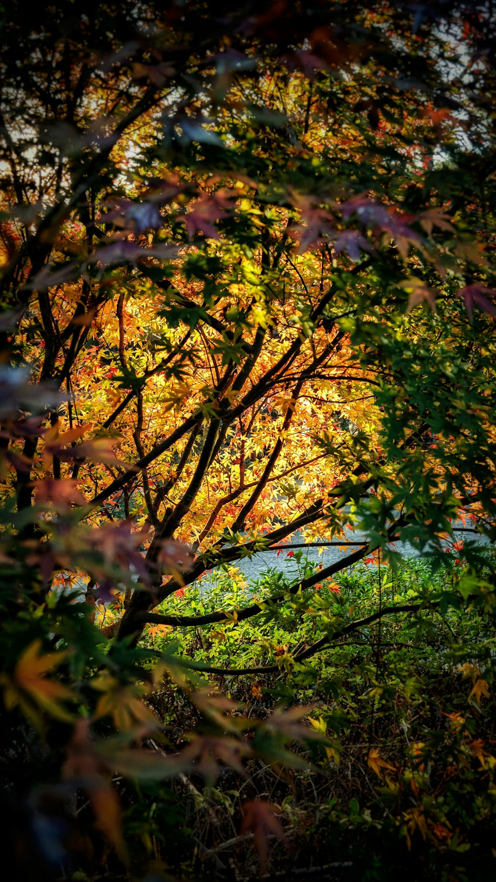 a picture of a tree in the fall