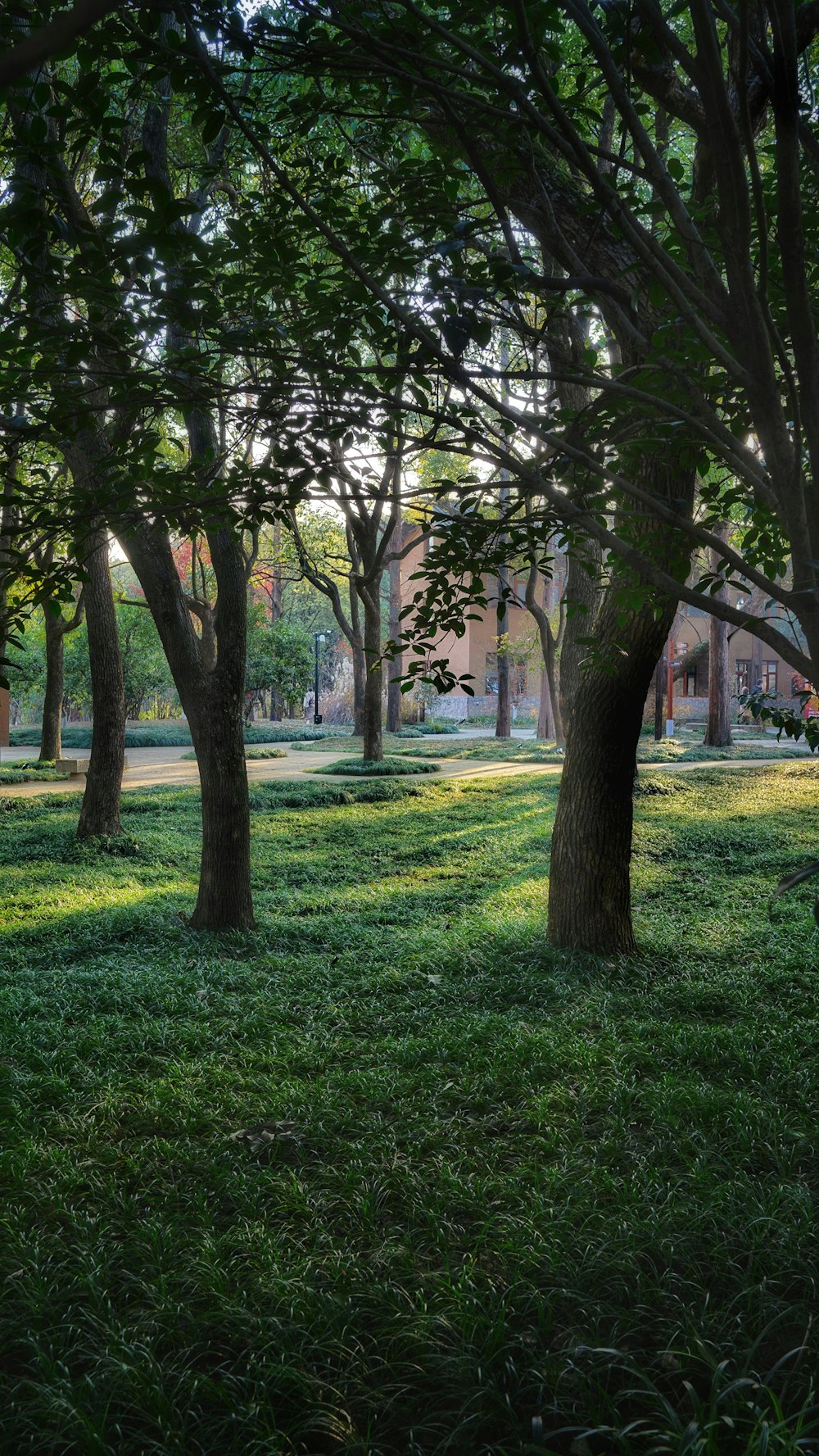 a park filled with lots of trees and green grass