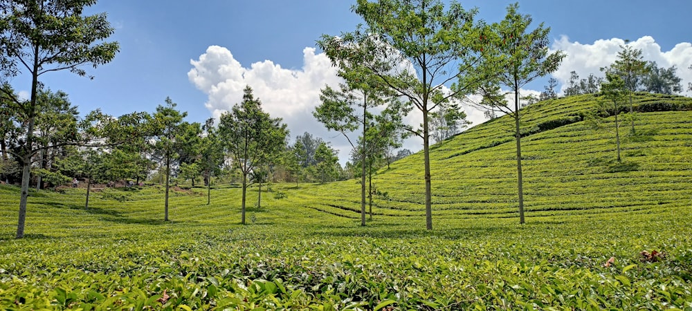 a tea plantation in the middle of a tea estate