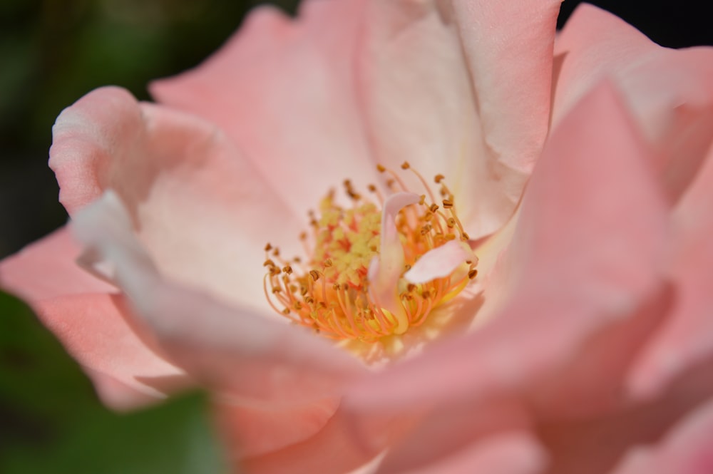 a close up of a pink flower with a green background