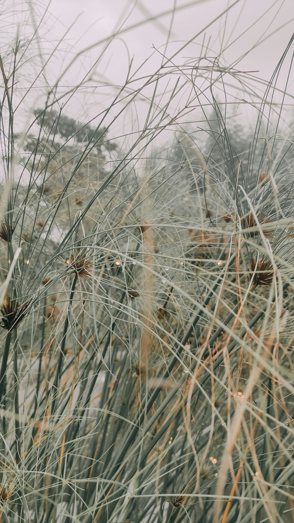 a close up of a bunch of tall grass