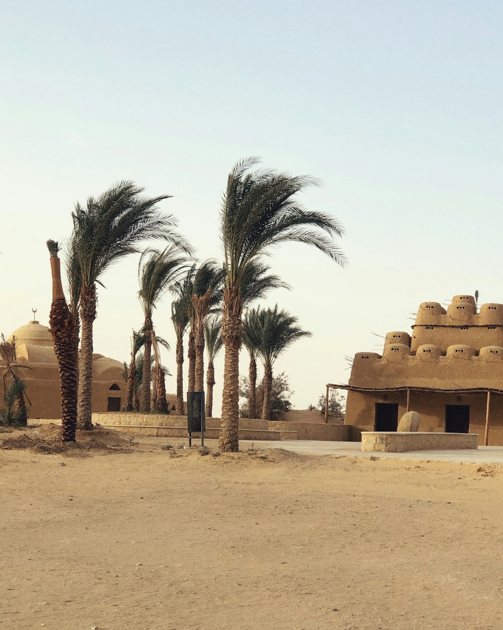 a giraffe standing next to palm trees in a desert