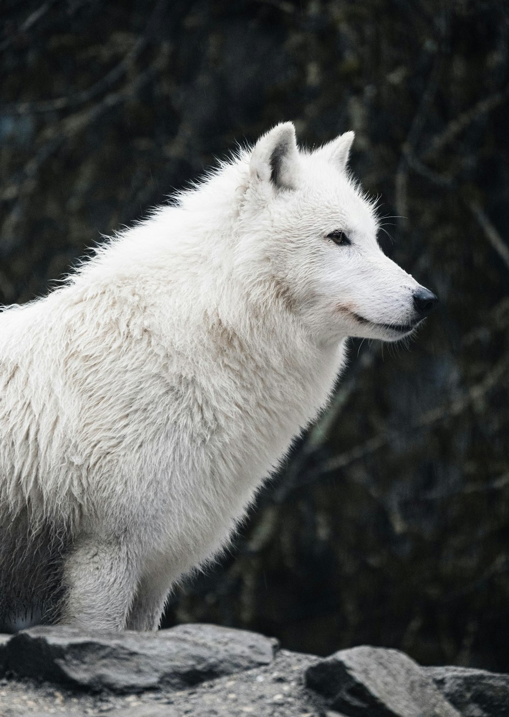 Ein weißer Wolf steht auf einem Felsen