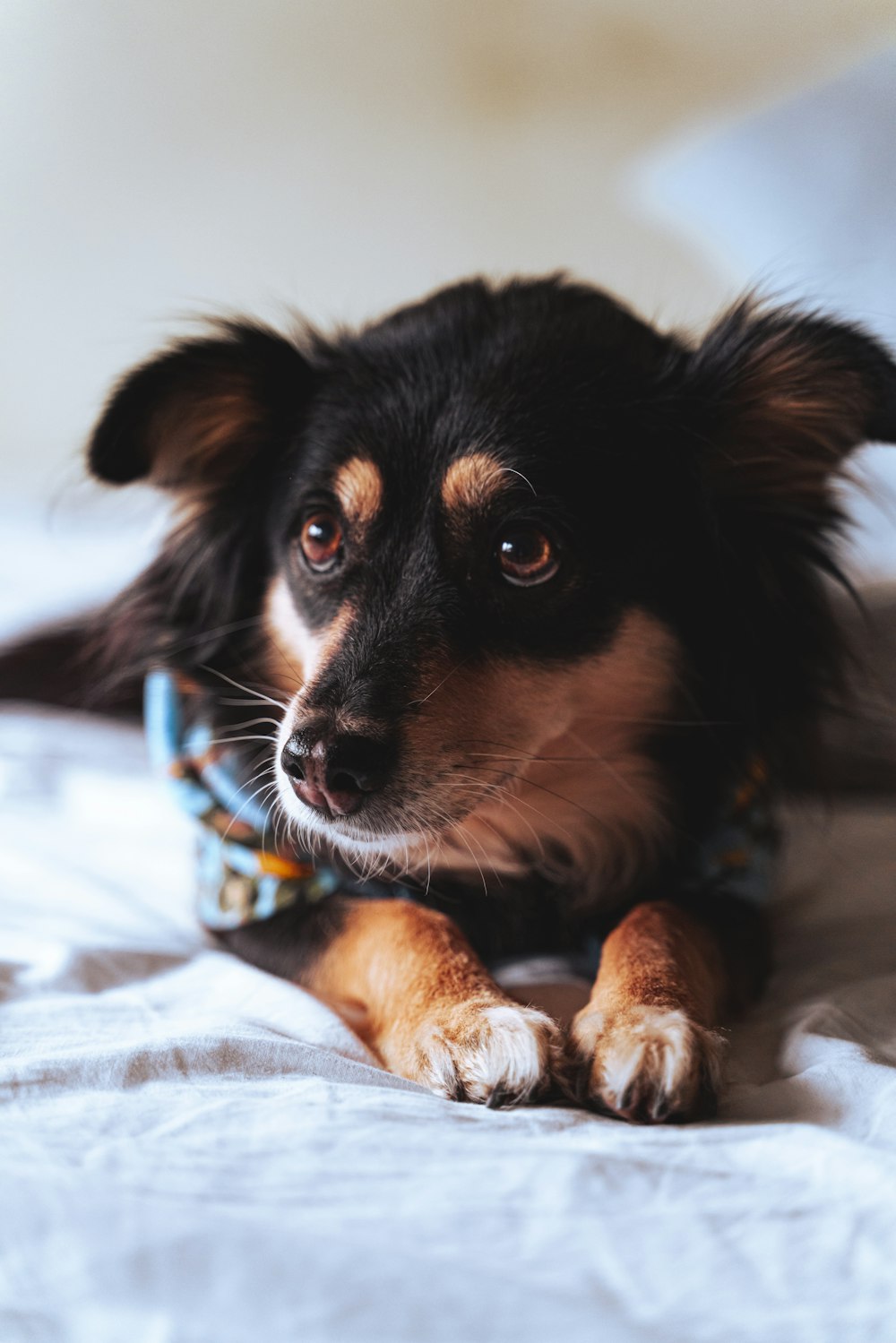 a black and brown dog laying on top of a bed