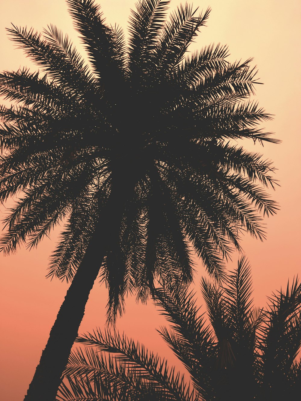 a silhouette of a palm tree against a pink sky