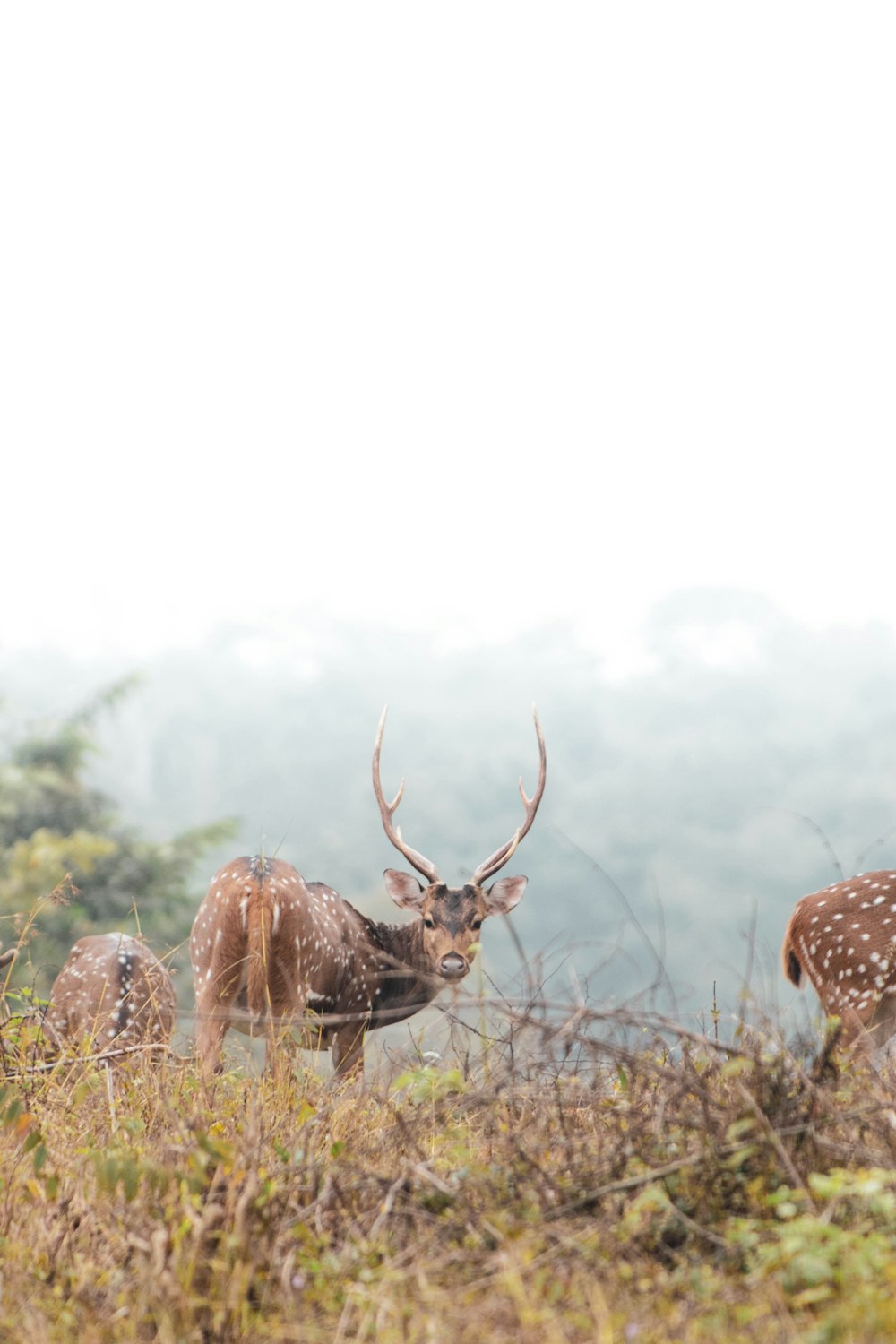 a couple of deer standing on top of a grass covered field