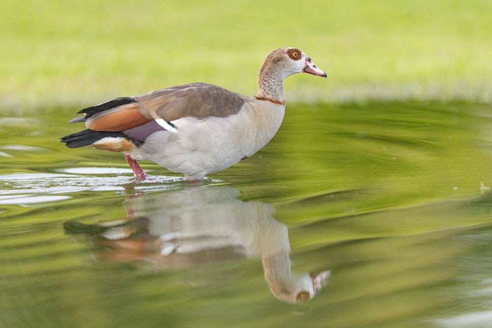 a duck is standing in the water near the grass