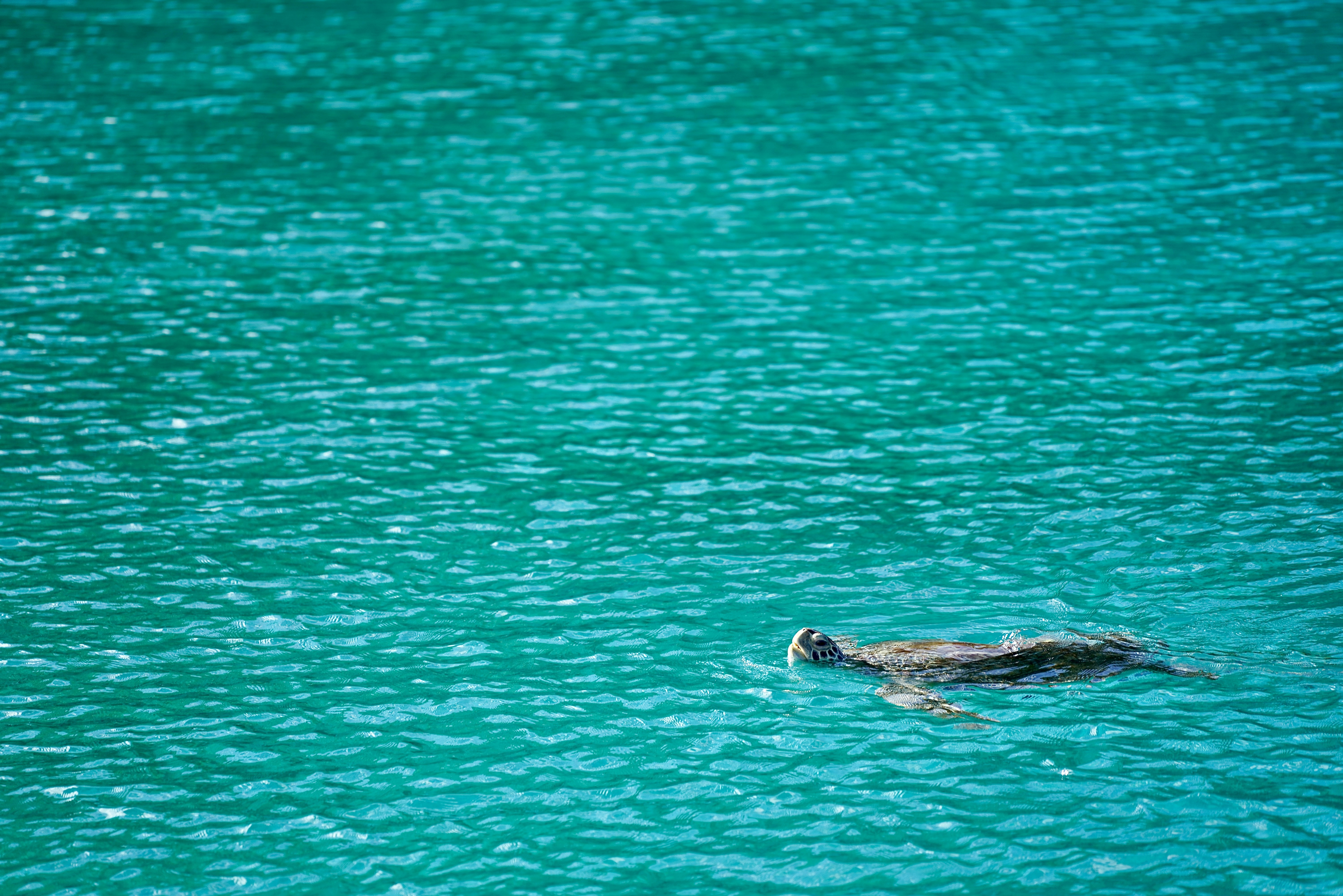 a dog swimming in a lake with a frisbee in it's mouth