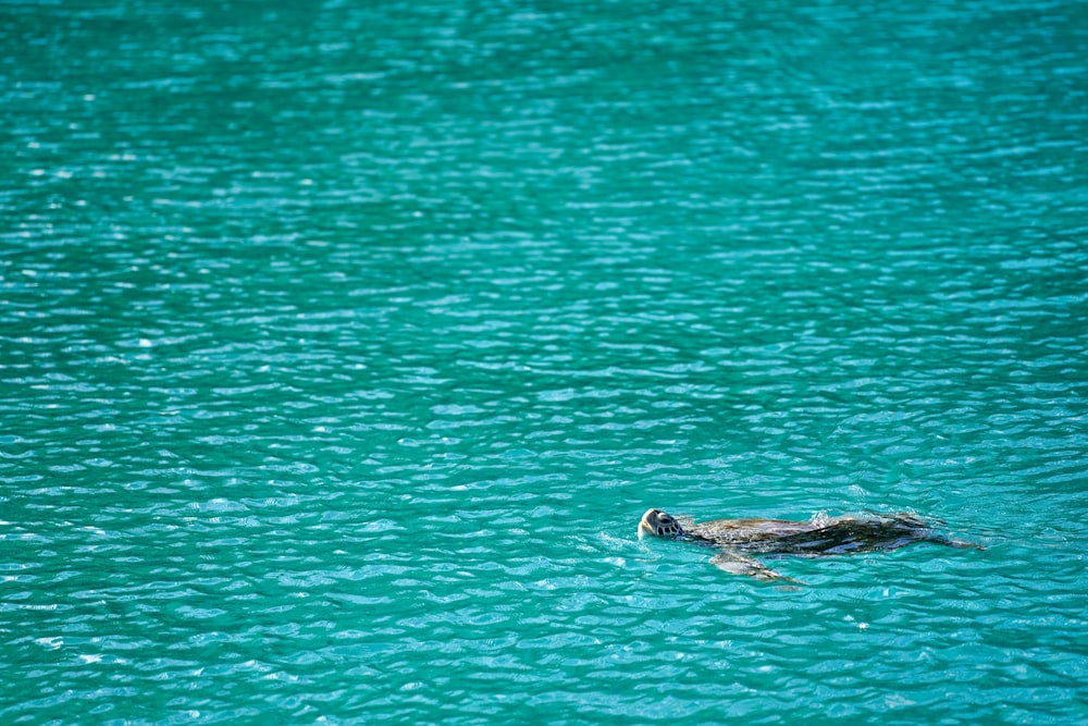 Un cane che nuota in un lago con un frisbee in bocca