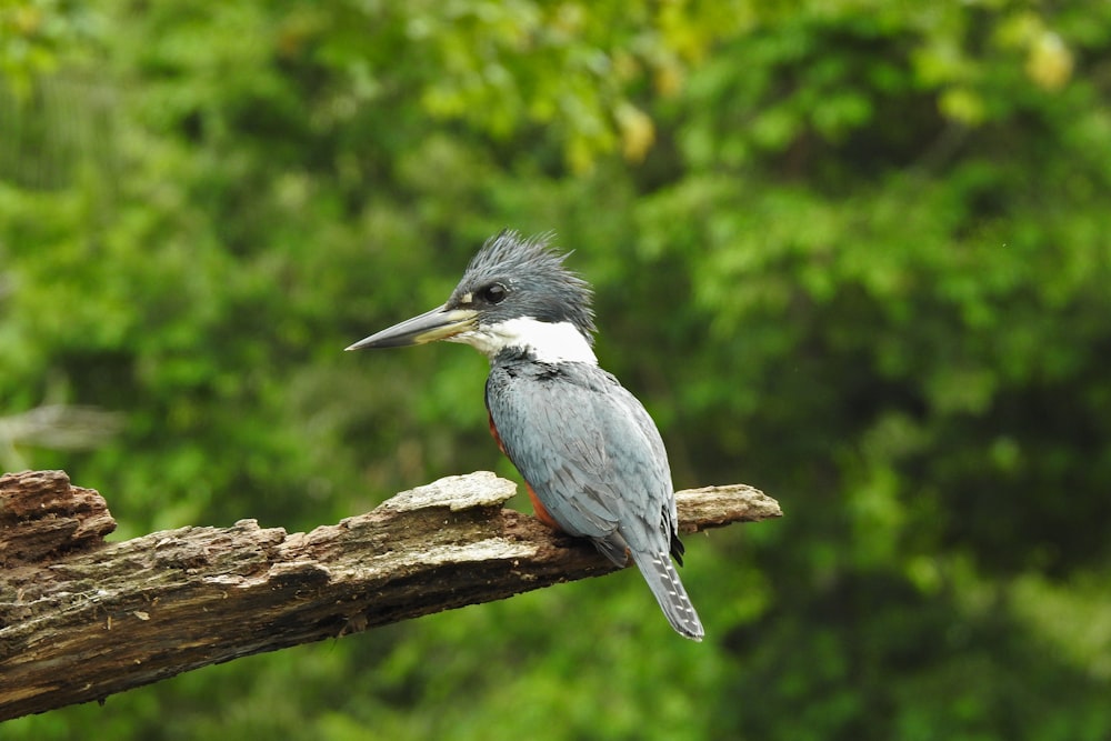 a bird sitting on top of a tree branch