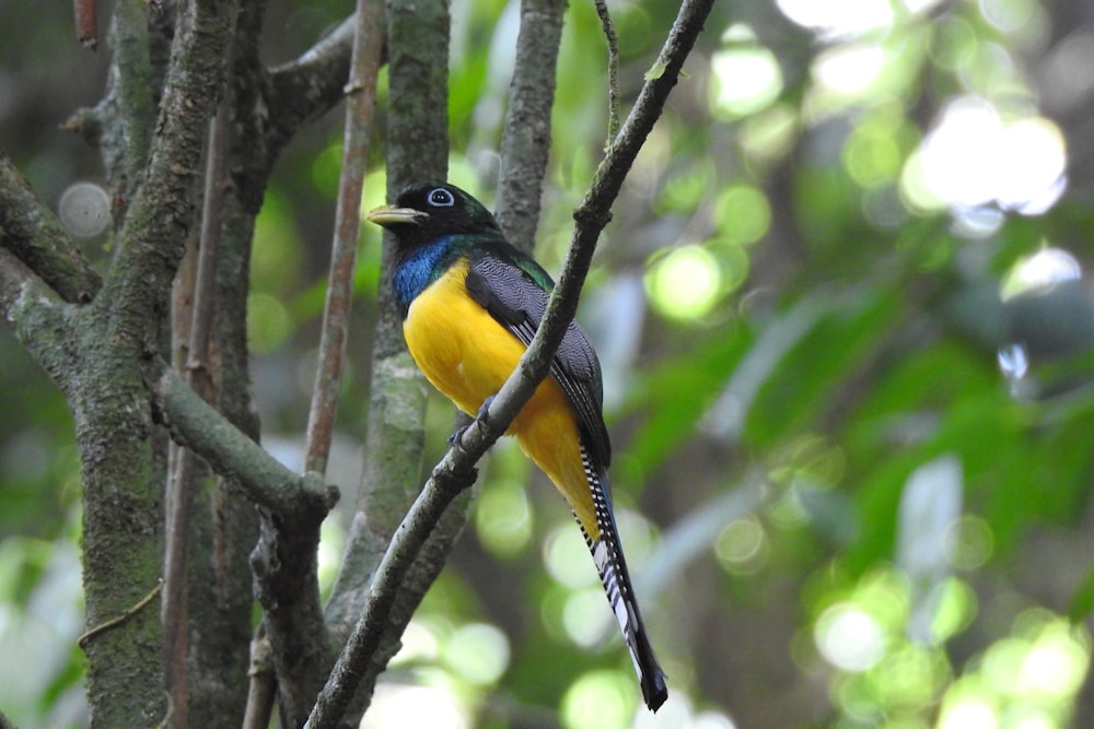 a colorful bird perched on a tree branch