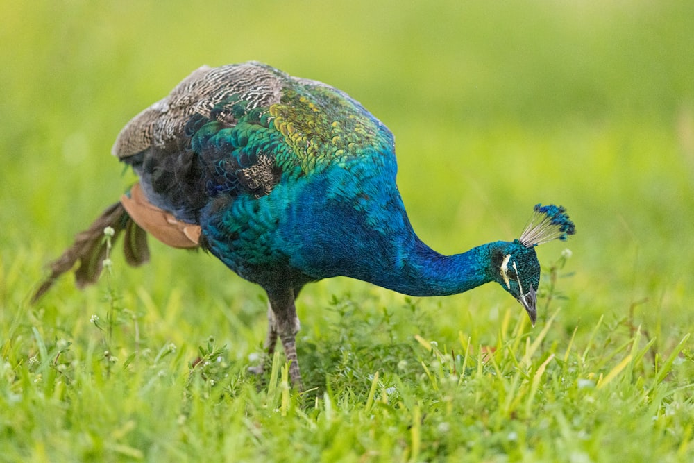a blue and green bird standing on top of a lush green field