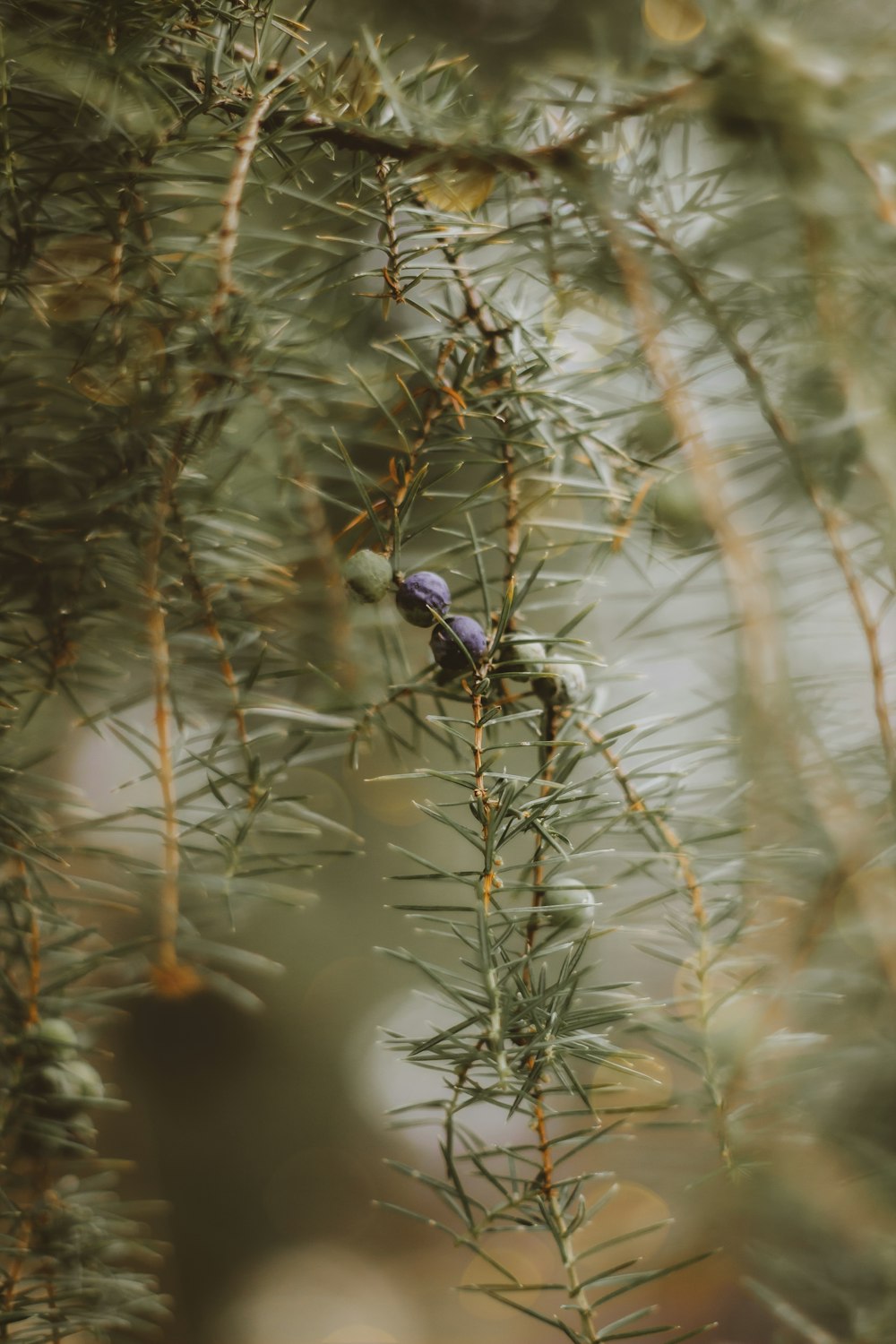 a small bird perched on a branch of a tree